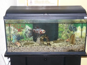 Aquarium Ehpad